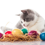 cat and easter eggs on white background.  funny british kitten w