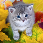 Gray kitty on yellow leaves