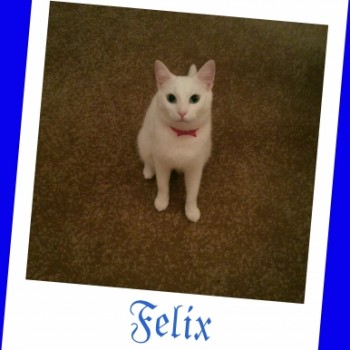 Profilbild von Felix