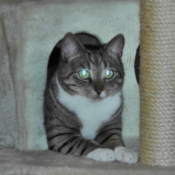Profilbild von Krümel,das Katzenmädchen