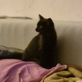 Profilbild von Alisé