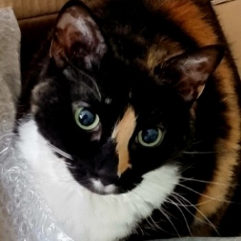 Profilbild von Yuna Honigbiene vom Moorsee, Dr. cat. - Mediatorin -