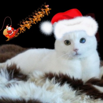 Profilbild von Sascha Wichtelschlittenkater