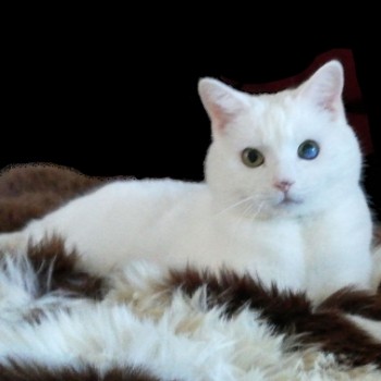 Profilbild von Sascha Wichtelschlittenkater