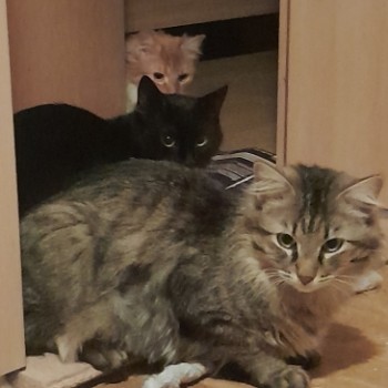 Profilbild von Arthos, Portos, Aramis