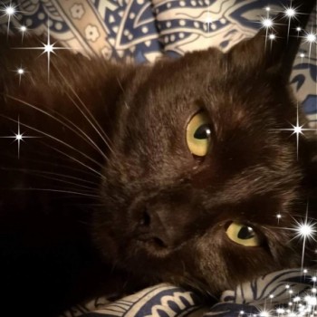 Profilbild von † Henry
