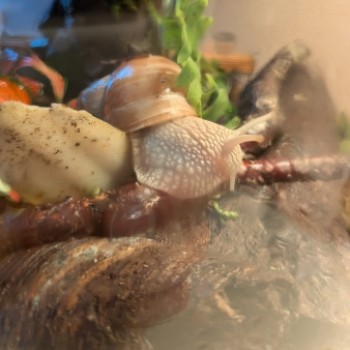 Profilbild von Helix