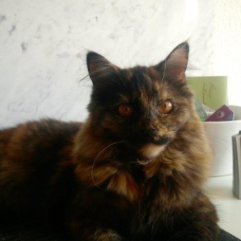 Profilbild von † Kitty