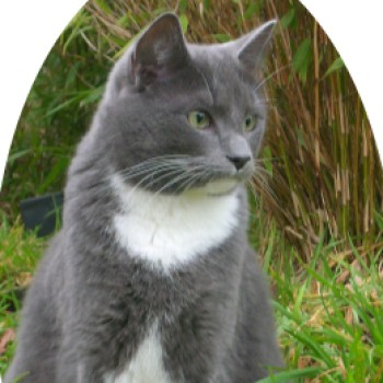 Profilbild von † Nico-Blaubär