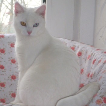 Profilbild von † Blanca