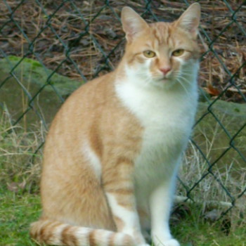 Profilbild von † Fuchs(genannt: Füchschen)