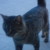 Profilbild von † Tiger