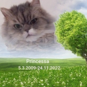 Profilbild von † Princessa,Pri