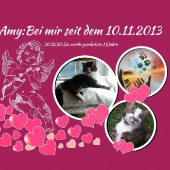 Profilbild von † Amy-Schusselchen