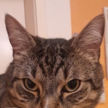 Profilbild von Vertretungswichtel King Charles