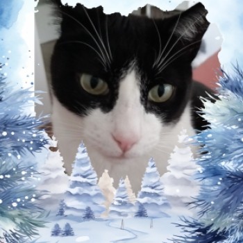 Profilbild von Max/Mäxchen