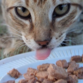 Gruppenlogo von Futter für Strassenkatzen Kreta
