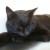 Gruppenlogo von Für alle schwarzen Katzies - wunderschöne Lackfellchen