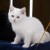 Gruppenlogo von Für alle weißen Katzen - Weißfellchen